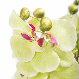 Umělá orchidej