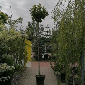 Platan javorolistý 'Alphen's Globe' květináč 30 litrů, obvod kmene 10/12cm, strom