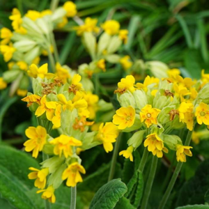 Prvosenka jarní 'Cabrillo Yellow' květináč 9cm