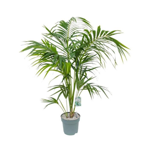 Rajská palma květináč 27cm s hladinoměrem