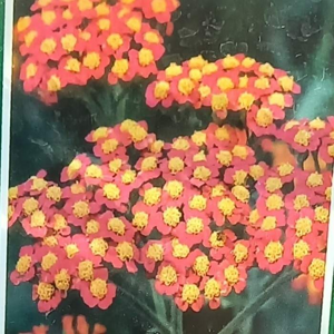 Řebříček obecný 'Safran' květináč 9cm
