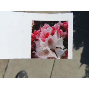 Rhododendron 'Queen Bee', květináč 10 litrů