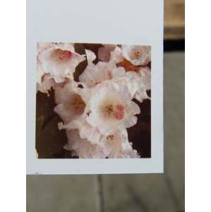 Rhododendron taliense 'Honigduft', květináč 7,5 litru
