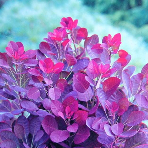 Růj vlasatá 'Royal Purple' květináč 10 litrů, výška 80/100cm, keř
