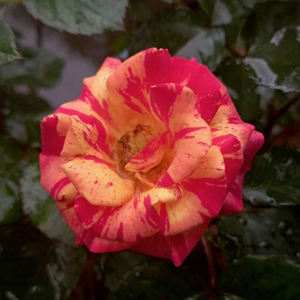 Růže 'Alfred Sisley' květináč 6 litrů