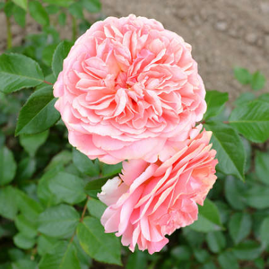Růže 'Chippendale' 4,6 litru