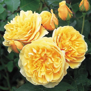 Růže D. Austin 'Graham Thomas' 10 litrů, 150/175cm