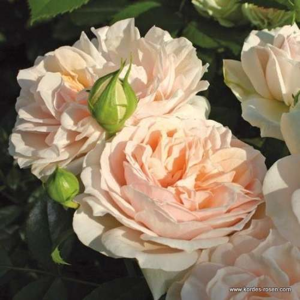 Růže 'Garden of Roses' 4,6 litru