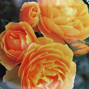 Růže 'Graham Thomas'