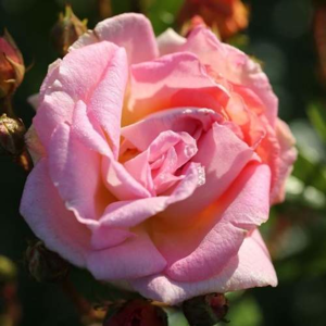 Růže 'Joanne de Féligonde' 6 litrů