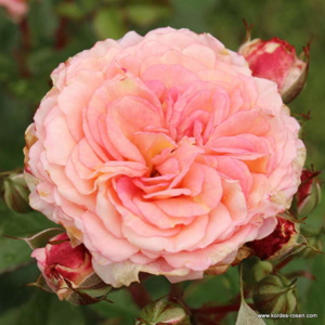 Růže Kordes 'Amaretto' 5 litrů