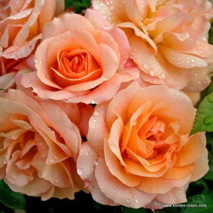 Růže Kordes 'Aprikola' 5,5l kontejner