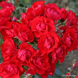 Růže Kordes 'Black Forest Rose' 2 litry