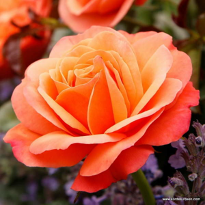 Růže Kordes 'Coral Lions Rose' 5 litrů