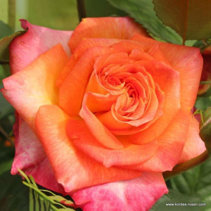 Růže Kordes 'Feurio' 5 litrů