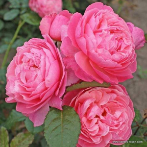 Růže Kordes 'Flora Olomouc' kmínek, květináč 9 litrů