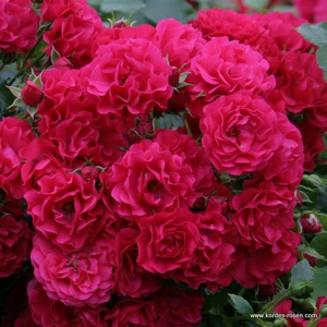 Růže Kordes 'Gärtnerfreude' kmínek 80cm, květináč 7,5 litru