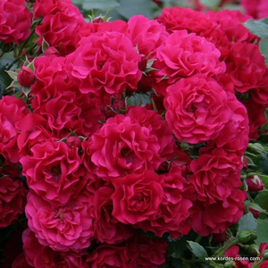Růže Kordes 'Gärtnerfreude' kmínek 90 cm