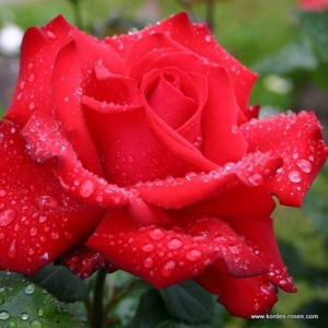 Růže Kordes 'Grande Amore' kmínek, květináč 9 litrů