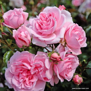 Růže Kordes 'Home&Garden' kmínek 90cm, 7,5 litru