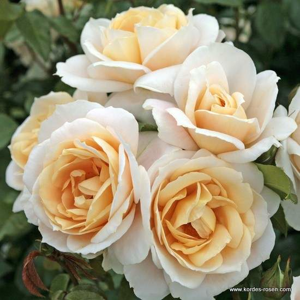 Růže Kordes 'Lions Rose' 5 litrů