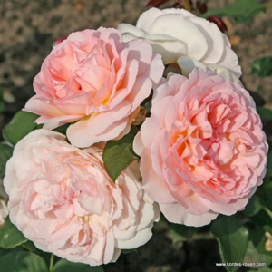 Růže Kordes 'Märchenzauber' kmínek 90cm, 7,5 litru