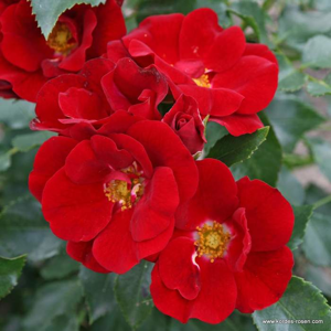 Růže Kordes 'Marondo' 2 litry
