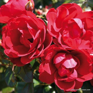 Růže Kordes 'Milano' 5 litrů