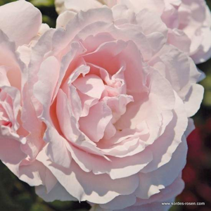 Růže Kordes Parfuma 'Constanze Mozart' 5,5L kontejner