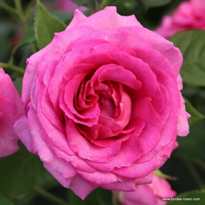 Růže Kordes Parfuma 'Fräulein Maria' 5 litrů