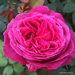 Růže Kordes Parfuma 'Freifrau Caroline' 5 litrů