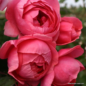 Růže Kordes Parfuma 'Gartenprinzessin Marie-José' kmínek 90cm, 5 litrů