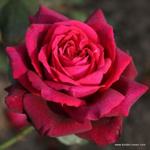 Růže Kordes Parfuma 'Gräfin Diana' květináč 5 litrů