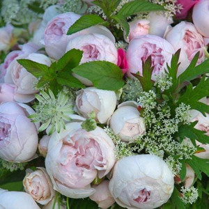 Růže Kordes Parfuma 'Herzogin Christiana' kmínek 90cm