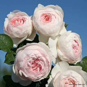 Růže Kordes Parfuma 'Herzonig Christiana' 2 litry