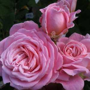 Růže Kordes Parfuma 'Rosengräfin Marie Henriette' 16,5 litru