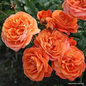Růže Kordes 'Phoenix' 5 litrů