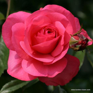 Růže Kordes 'Rosanna' 2 litry