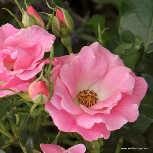 Růže Kordes 'Roselina' 2 litry