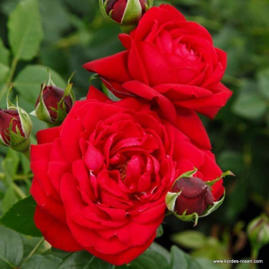 Růže Kordes 'Tiamo' 5 litrů