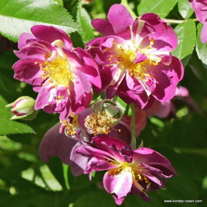 Růže Kordes 'Veilchenblau' 2 litry
