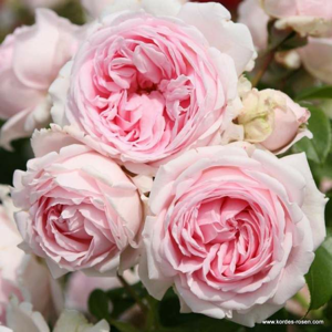 Růže Kordes 'Wellenspiel' 5 litrů
