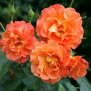 Růže Kordes 'Westerland' 2 litry