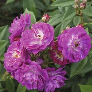 Růže 'Perennial Blue' 6 litrů