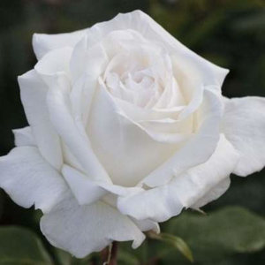 Růže 'Pierre Arditi' 8 litrů