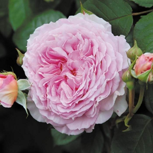 Růže pnoucí D.Austin 'James Galway' květináč 5 litrů, vyvazovaná