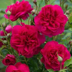 Růže pnoucí D.Austin 'Thomas a Becket'  květináč 5 litrů, vyvazovaná