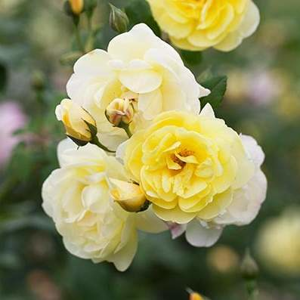 Růže půdopokryvná 'Yellow Fairy' 1 litr