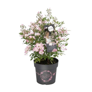 Růže 'Rosy Boom Abellio Spaniuc' květináč 6 litrů