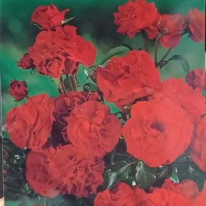 Růže Topolina 'Red' kmínek 40cm, květináč 2,5 litru